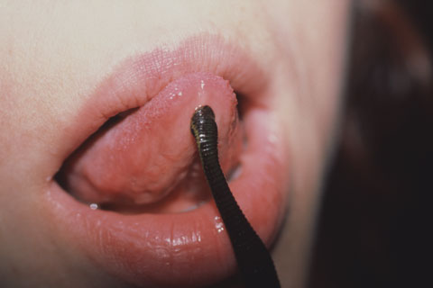 leech, tongue